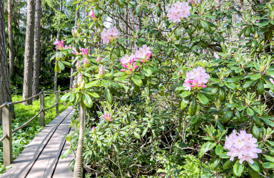 Alppiruusupuisto Etelä-Haaga