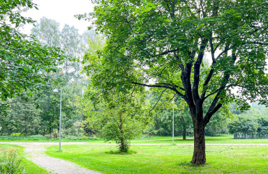 Kauppalanpuisto Etelä-Haaga