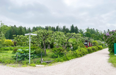 Kumpula siirtolapuutarha