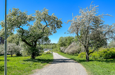 Puistoalue Härmälänranta